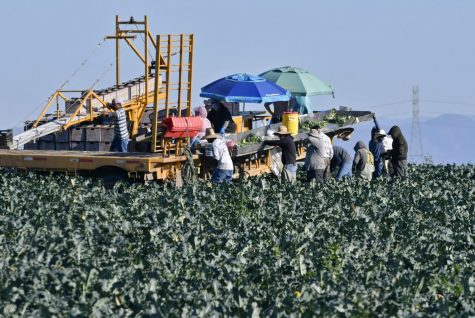 Farmworkers harvest broccoli in an Adams Brothers Farm field near Santa Maria, Calif., on Thursday, Dec. 13, 2018. U.S. health officials have traced a dangerous bacterial outbreak in romaine lettuce to at least one farm in central California. The Food and Drug Administration said 59 people have now been sickened by the tainted lettuce. Officials said a water reservoir at Adams Brothers Farms in Santa Barbara County tested positive for the bacterial strain and the owners are cooperating with U.S. officials. (Len Wood/Santa Maria Times via AP)