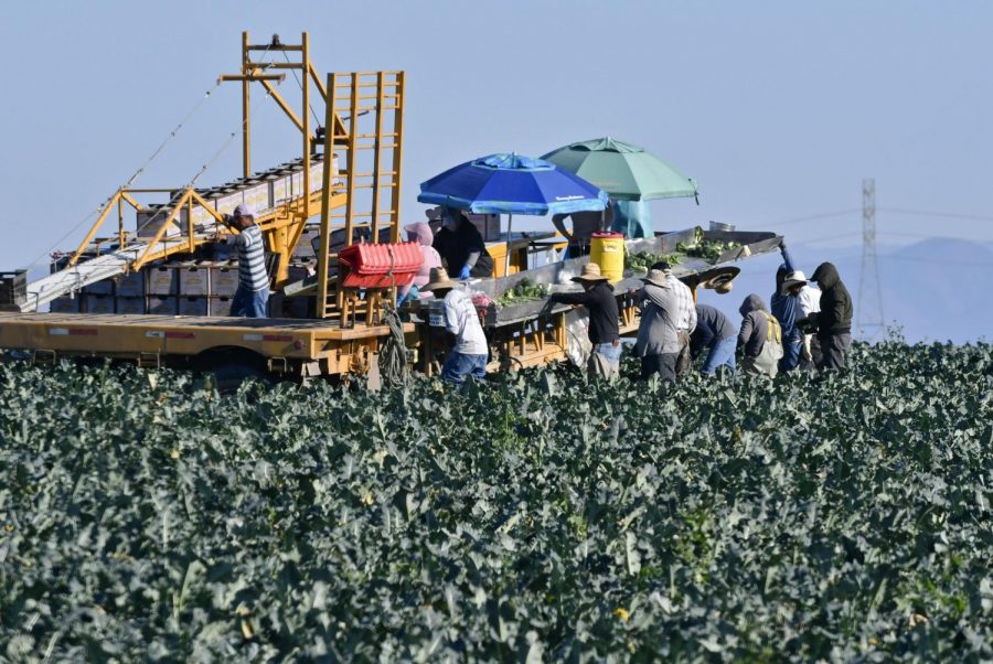 Farmworkers+harvest+broccoli+in+an+Adams+Brothers+Farm+field+near+Santa+Maria%2C+Calif.%2C+on+Thursday%2C+Dec.+13%2C+2018.+U.S.+health+officials+have+traced+a+dangerous+bacterial+outbreak+in+romaine+lettuce+to+at+least+one+farm+in+central+California.+The+Food+and+Drug+Administration+said+59+people+have+now+been+sickened+by+the+tainted+lettuce.+Officials+said+a+water+reservoir+at+Adams+Brothers+Farms+in+Santa+Barbara+County+tested+positive+for+the+bacterial+strain+and+the+owners+are+cooperating+with+U.S.+officials.+%28Len+Wood%2FSanta+Maria+Times+via+AP%29