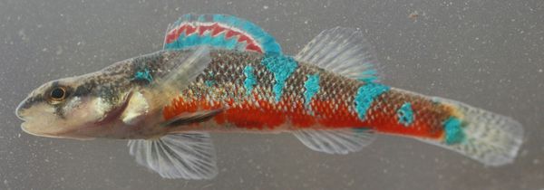 Trispot Darter fish found in Tennessee, Alabama and Georgia is to be named to Endangered Species List