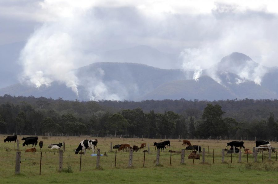 Australia Wildfires
Image ID : 20009182029151
Cattle graze in a field as smoke rises from burning fires on mountains near Moruya, Australia, Thursday, Jan. 9, 2020. The wildfires have destroyed 2,000 homes and continue to burn, threatening to flare up again as temperatures rise. (AP Photo/Rick Rycroft)
