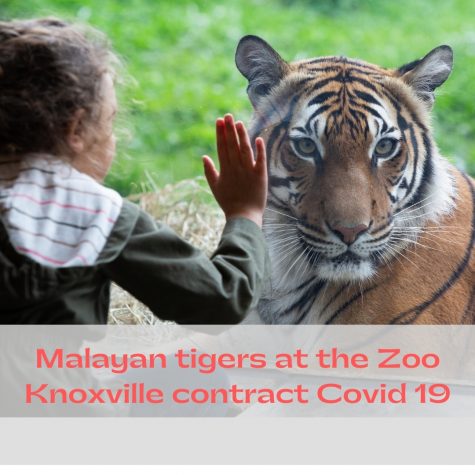 Malayan tigers at the Zoo Knoxville contract Covid 19, zoo vaccinations to come.