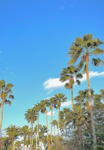 On a nice, sunny day in February of 2022, palm trees sway in Florida in the cool breeze. 