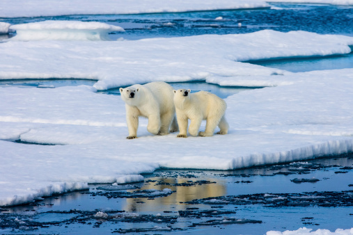 Two polar bears on a small ice floe surrounded by water and ice. Mother and two years old cub. Symbolic for climate situation in the arctic. Copy- space.