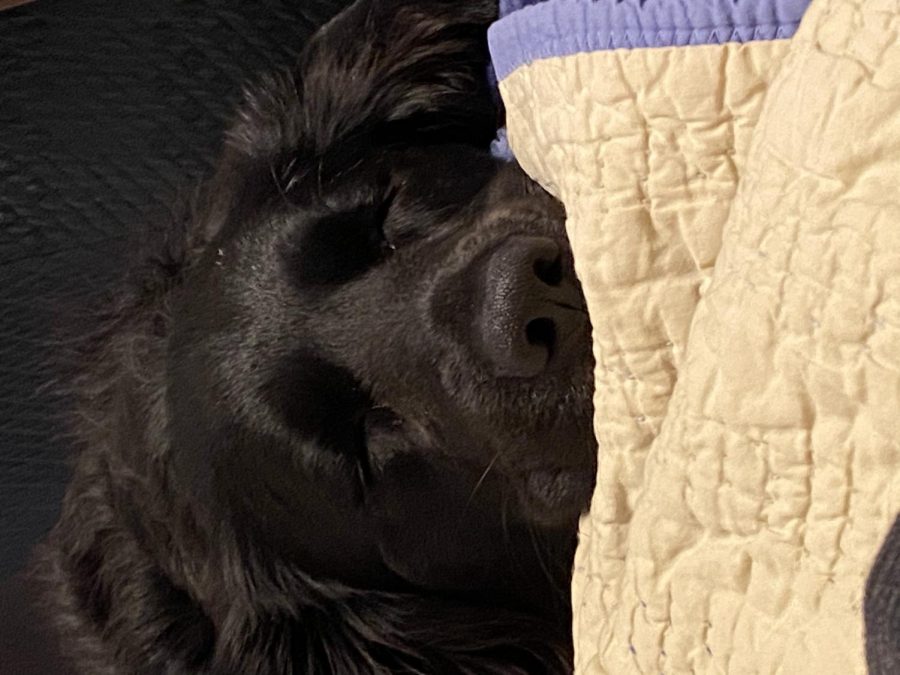 Blue the Dog enjoys a nice lazy nap on someone else’s bed, 2022