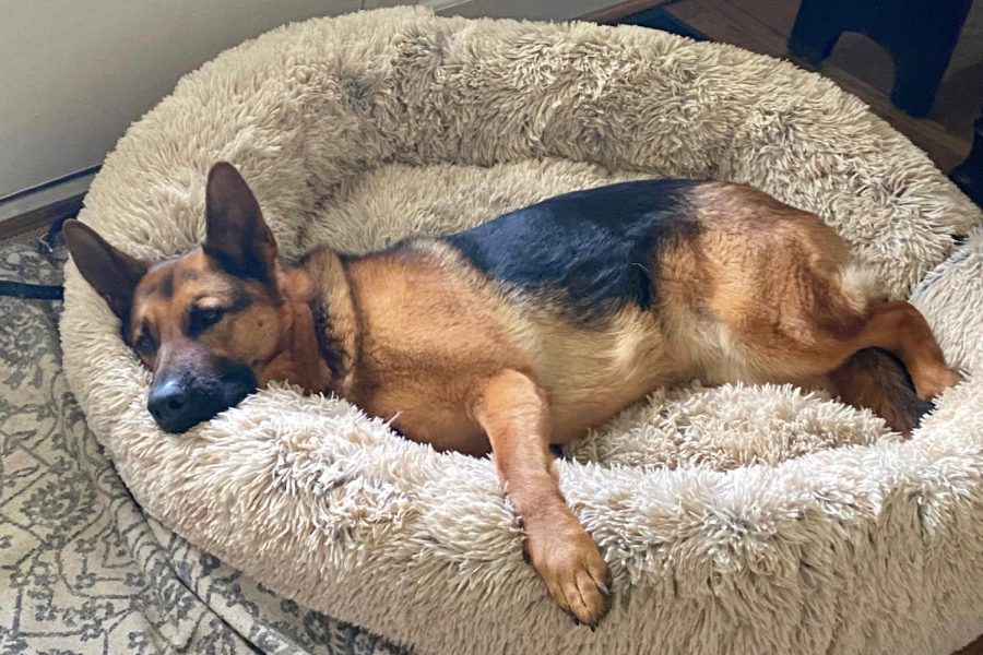 Photo of a German Shepherd named Charlie. Taken on May 8th, 2022 by Elizabeth Williams