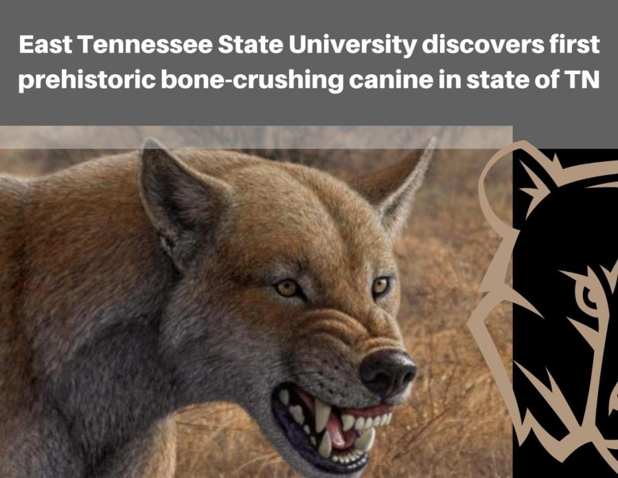 Trace of bone-crushing dog found at Tennessee fossil site