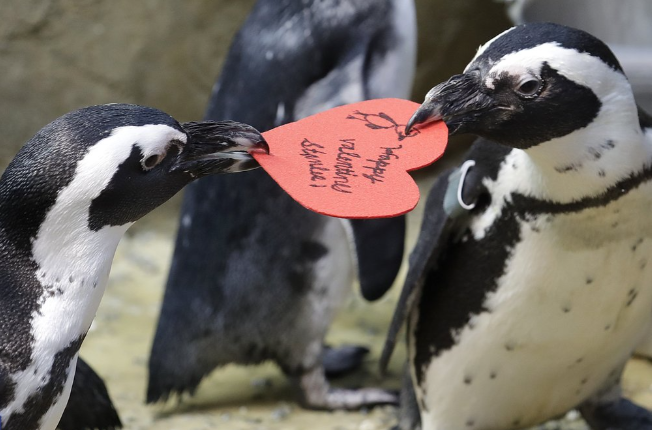 Even Penguins have Valentines