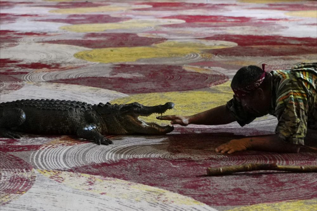 What do you do After Tiring out an Alligator?